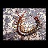 centipede from apetlanca.jpg - 65k - 9/9/2002 10:55:16 PM