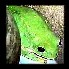 popular tree frog.jpg - 4k - 9/11/2002 12:25:10 AM