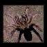 tarantula.jpg - 19k - 9/11/2002 12:25:36 AM