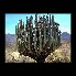 flowering pipe organ cactus of oaxcaca.jpg - 30k - 9/11/2002 12:36:50 AM